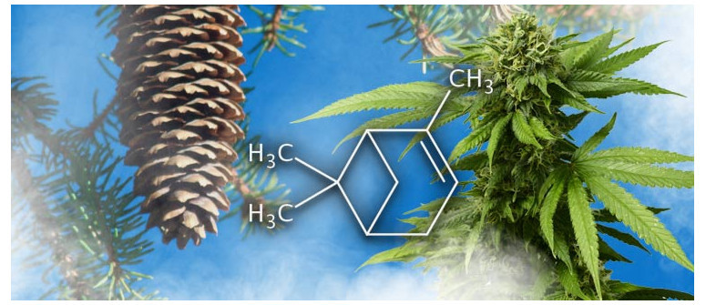 Terpeneprofil: Pinen