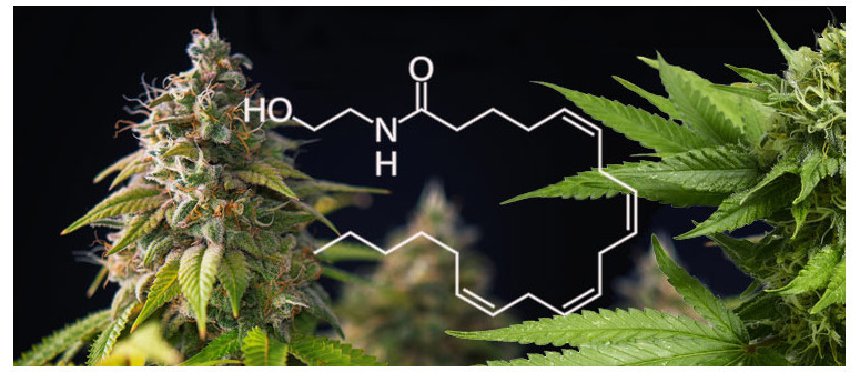 Was Ist Anandamid Und Wie Hilft Es Cannabisnutzern?