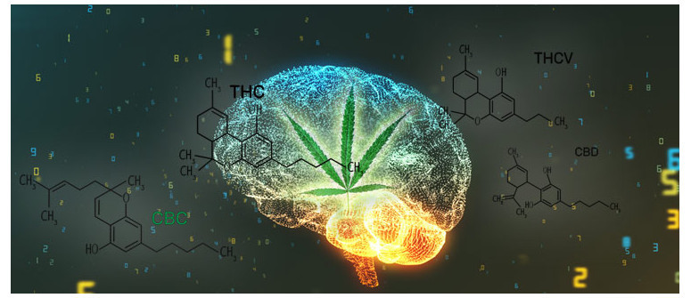 Was ist klinischer Endocannabinoidmangel?