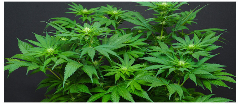 Wie man eine autoflowering Cannabissorte kreiert Wie man eine autoflowering Cannabissorte kreiert