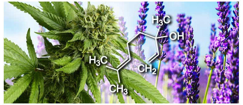 Terpenprofil: Linalool