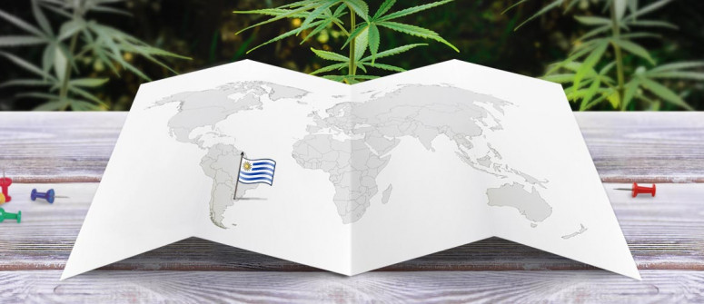 Der rechtliche Status von Cannabis in Uruguay