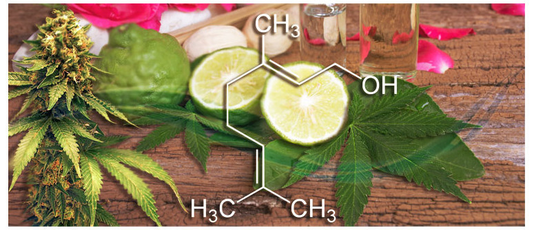 Terpenprofil: Geraniol