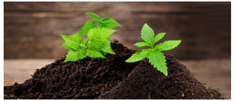Warum Brennnesseln in Deinem Cannabisgarten von großem Nutzen sein können Warum Brennnesseln in Deinem Cannabisgarten von großem Nutzen sein können