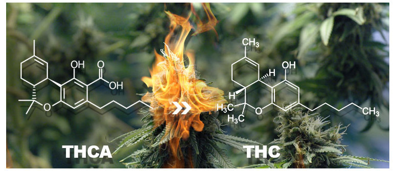 Der Unterschied zwischen THC und THCA