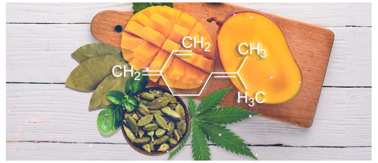 Terpenenprofil: Myrcen