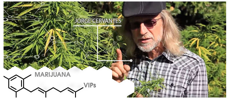 Marihuana-VIP: Jorge Cervantes