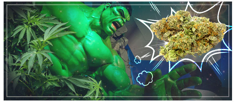Cannabissortenrezension: Bruce Banner 3