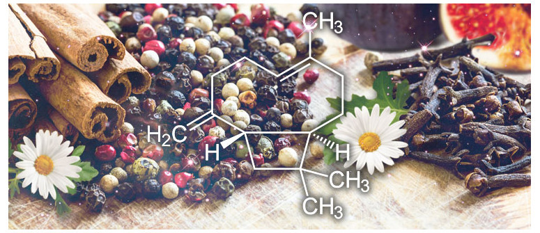 Terpen-Profil: β-Caryophyllen