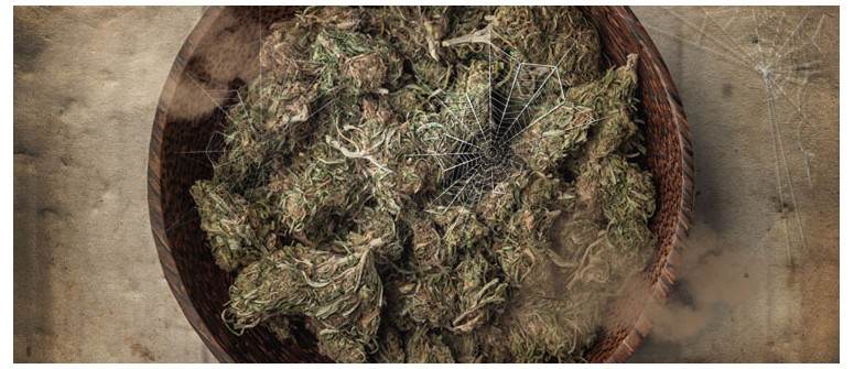 5 Tipps, um ausgetrocknetes Cannabis zu retten