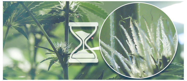 Wann beginnt man mit dem Zählen der Tage der Blütezeit von Cannabis? Wann beginnt man mit dem Zählen der Tage der Blütezeit von Cannabis?