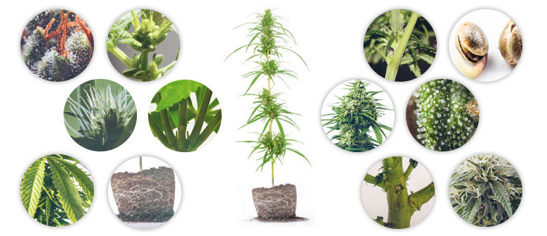 Die Anatomie der Cannabispflanze