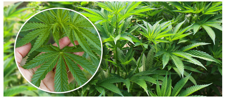 Die Vegetationsperiode Von Cannabispflanzen