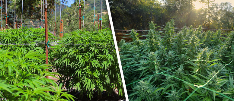 Die Grundlagen des Cannabisanbaus im Freien