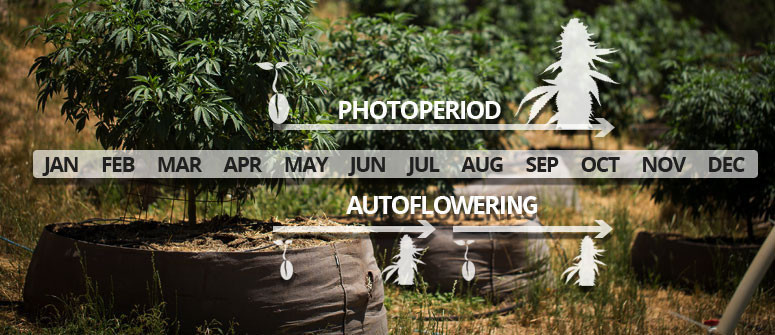 Der Unterschied zwischen photoperiodischen und autoflowering Sorten