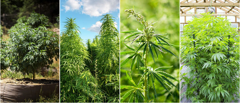 Der Unterschied Zwischen Sativa, Indica, Ruderalis Und Hybriden Cannabispflanzen