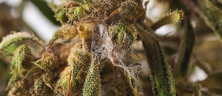 Blütenfäule bei Cannabis: Prävention, Identifizierung und Behandlung