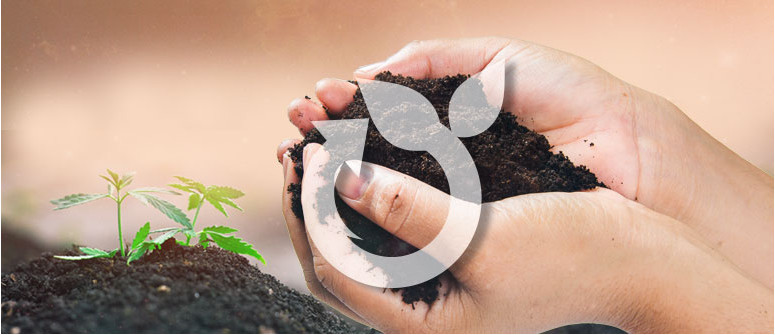 Kann man die Erde beim Anbau von Cannabispflanzen wiederverwenden?