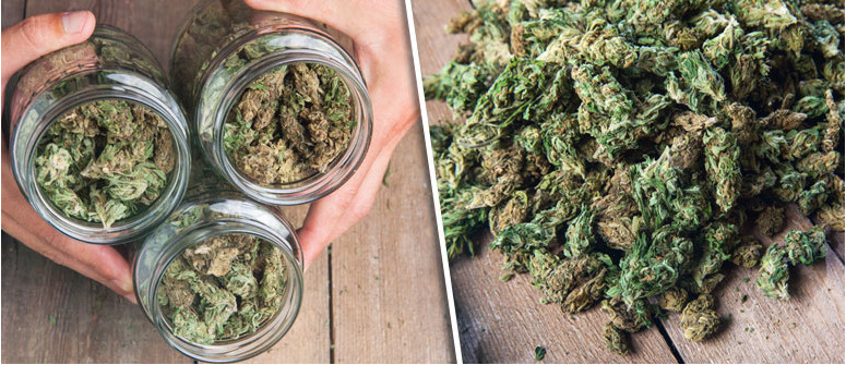 Ist es wirklich möglich, so hohe Erträge zu erzielen, wie sie bei Cannabissamen angegeben werden?