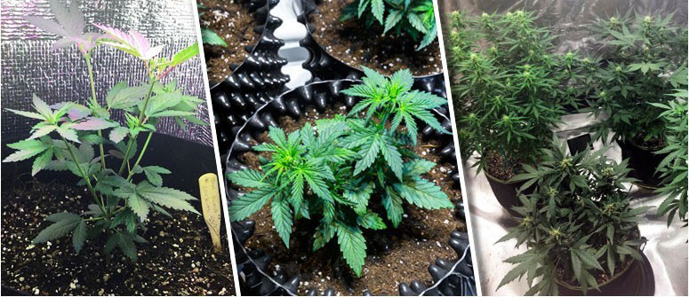 Indoor Cannabisanbau in Erde Indoor Cannabisanbau in Erde