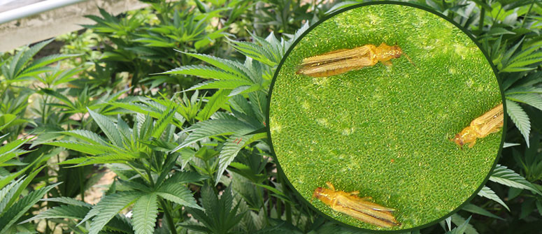 Wie man Thripse auf Cannabispflanzen erkennt und behandelt Wie man Thripse auf Cannabispflanzen erkennt und behandelt