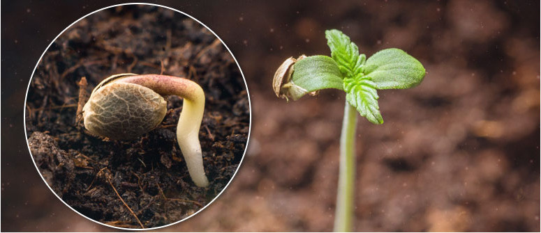 Wie Man Cannabissamen zur Keimung bringt