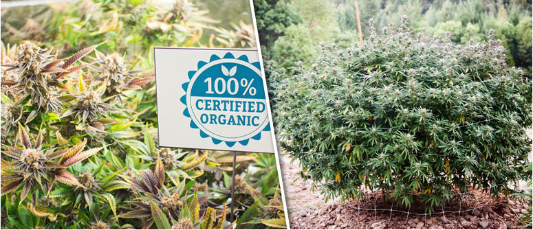 8 Gründe, warum Marihuana biologisch angebaut werden sollte 8 Gründe, warum Marihuana biologisch angebaut werden sollte