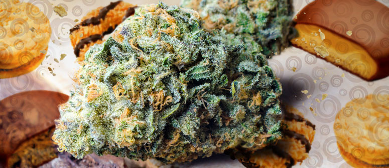 Girl Scout Cookies: Cannabissortenrezension