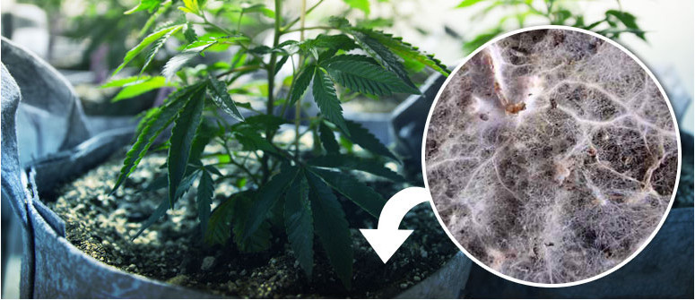 Die Vorteile der Verwendung von Mykorrhiza-Pilzen für den Cannabisanbau