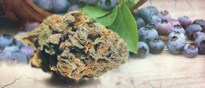 Die Ursprünge der Sorte Blueberry