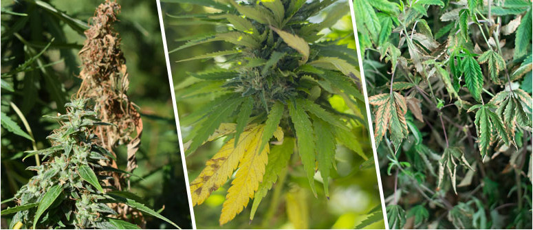 Top 10 Fehler des beginnenden Cannabisanbaus