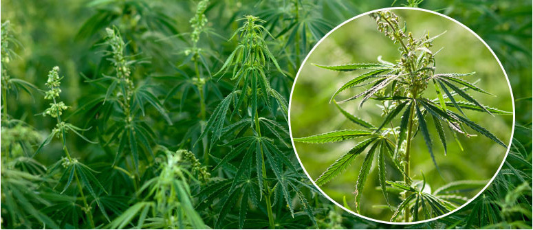 Was Ist Cannabis Ruderalis?