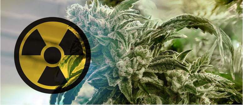 Gammastrahlung auf Cannabis: Ein kontroverses Thema