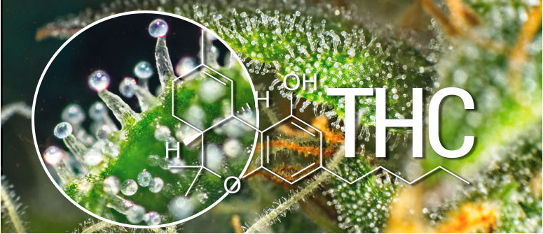 Was Ist THC (Delta-9-tetrahydrocannabinol)?