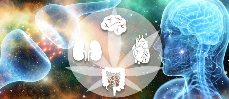 Einführung in Cannabinoide und in das Endocannabinoid-System