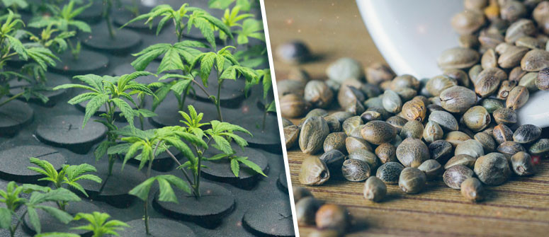 Cannabissamen vs. Klone: Was ist das Richtige für Dich? Cannabissamen vs. Klone: Was ist das Richtige für Dich?