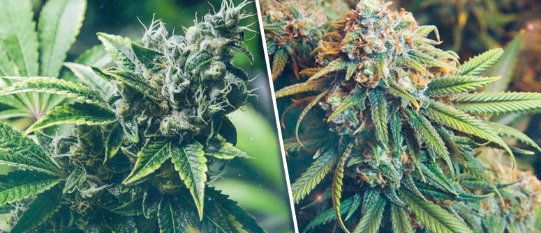 12 Wichtige Dinge, die Du vor dem Anbau von Cannabis wissen solltest