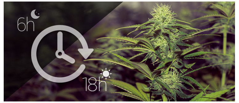 Was ist der beste Lichtzyklus für autoflowering Cannabispflanzen?