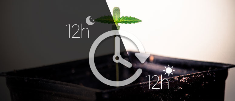 Mehr Weed-Ernten pro Jahr mit der 12/12-Methode