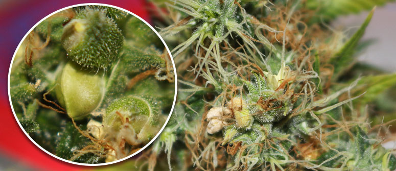 Hermaphroditismus und Cannabis: Was ist zu tun?