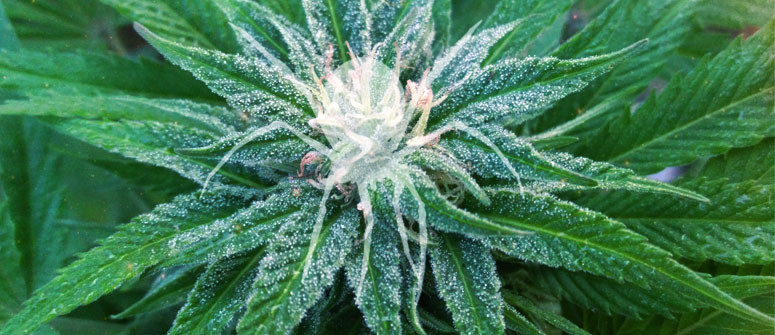 Wer Kreierte Die Originale White Widow-Sorte?