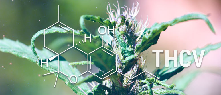 Was Ist THCV (Tetrahydrocannabivarin)