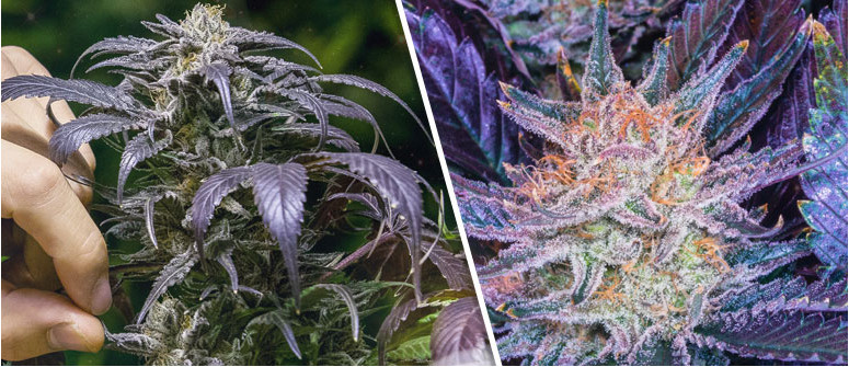 Warum verfärben sich manche Cannabispflanzen blau / lila?