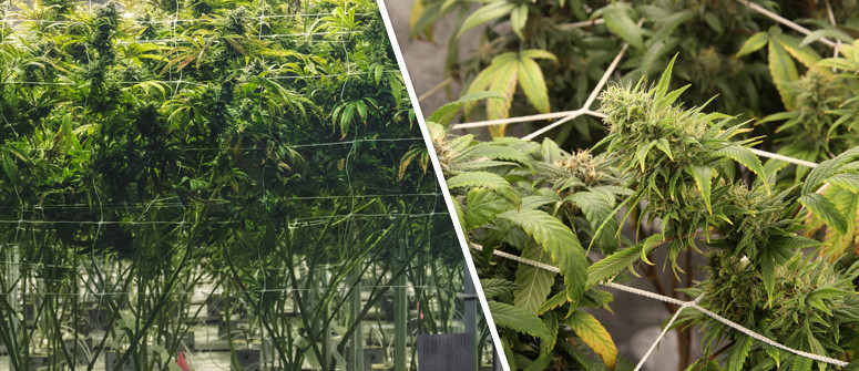 Die Screen-of-Green-Anbaumethode (ScrOG) erklärt Die Screen-of-Green-Anbaumethode (ScrOG) erklärt
