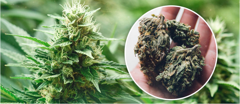 9 Tipps, wie man mit autoflowering Cannabispflanzen größere Erträge erzielt 9 Tipps, wie man mit autoflowering Cannabispflanzen größere Erträge erzielt