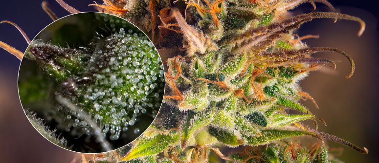 Trichome auf Cannabispflanzen: was ist das und warum sind Sie von Bedeutung?
