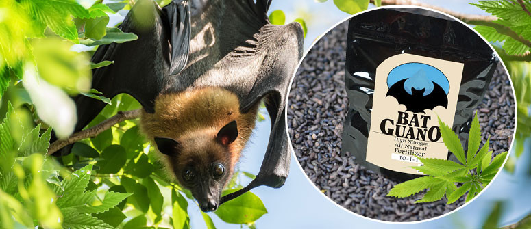 Der Anbau von Cannabis mit Fledermaus-Guano Der Anbau von Cannabis mit Fledermaus-Guano