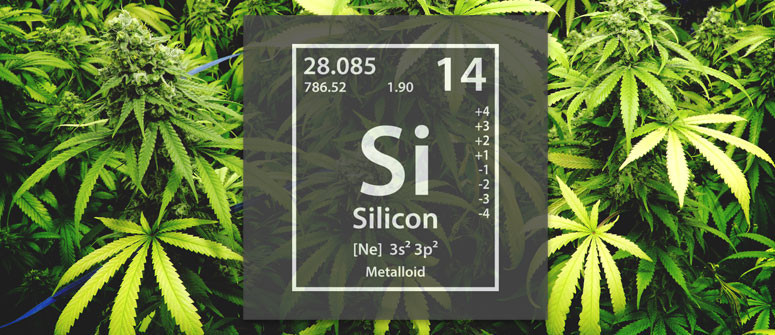 Cannabisanbau und die Verwendung von Silizium Cannabisanbau und die Verwendung von Silizium