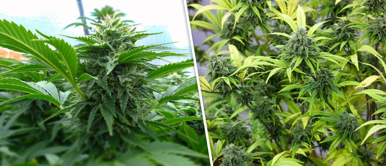 Was sind Autoflowering Cannabissorten Was sind Autoflowering Cannabissorten