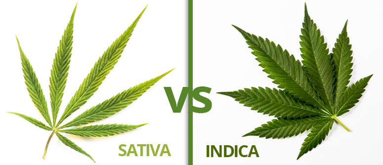 Infografik: Unterschied Cannabis Sativa und Indica